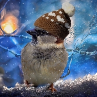 Winter bird