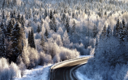 Winter landscape - winter, forest, road, frost