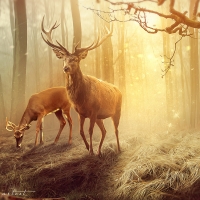 Deers