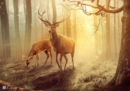 Deers