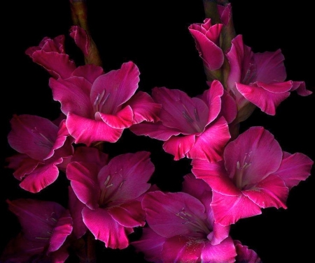 :) - black, flower, pink, gladiola