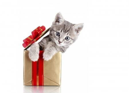 :) - cat, christmas, animal, craciun, kitten, paw, red, pisici, cute, box, gift