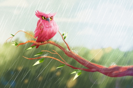 Pink owl - owl, bird, pasari, rain, bufnita, pink, ahmet iltas