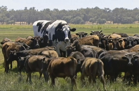 Knickers the steer - Knickers, 15 November  2018, Australia, Lake Preston, Western Australia, Bull, Cows