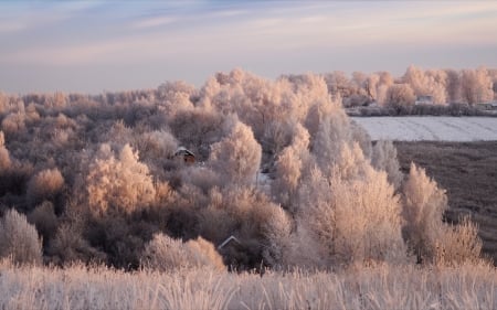 Winter - house, bushes, frost, trees