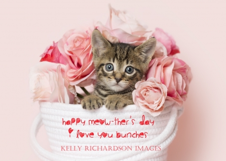 :) - cat, pisici, rose, kitten, anima, pink, mother day, card, flower