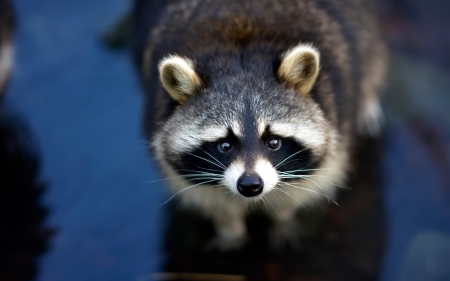 Raccoon - animal, blue, raton, cute, raccoon, face