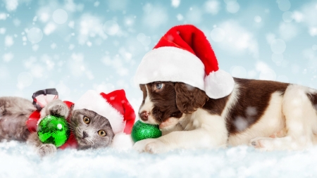 :) - hat, brown, dog, cat, christmas, santa, craciun, kitten, red, pisici, caine