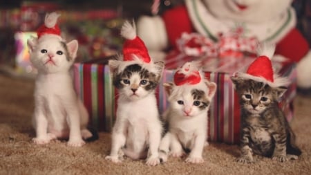 :) - craciun, hat, cat, pisici, christmas, kitten, santa, animal, cute