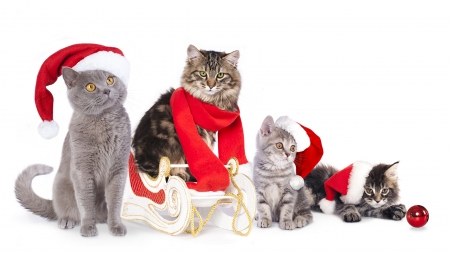 :) - craciun, hat, cat, pisici, scarf, christmas, kitten, santa, red