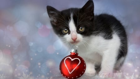 â™¥ - craciun, cat, heart, pisici, ball, black, christmas, kitten, white, red