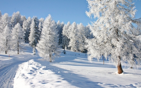 White Winter - trees, winter, road, snow, hoarfrost