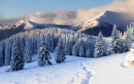 Winter in Mountains - trees, clouds, snow, winter, mountains, path