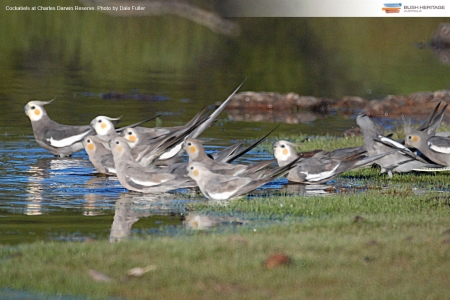 Cockatiels - australian, cockatiels, birds, wild