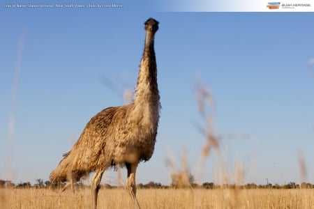 Emu - Australian, Bird, An, Emu