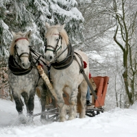 Sleigh-Ride in the snow