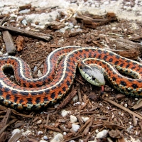 coast garter snake