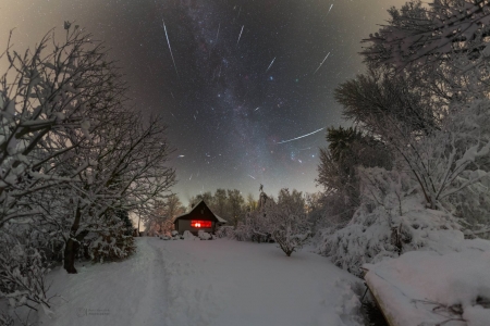 A Cold December Night - fun, nature, forest, cool, tree