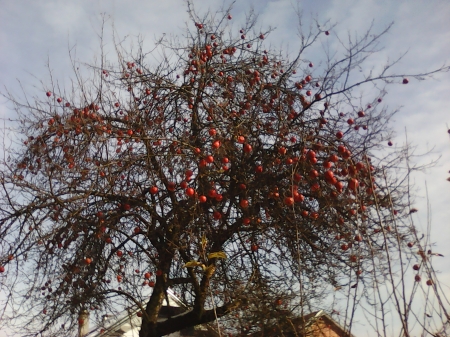 Apples in december - winter, nature, trees, apples