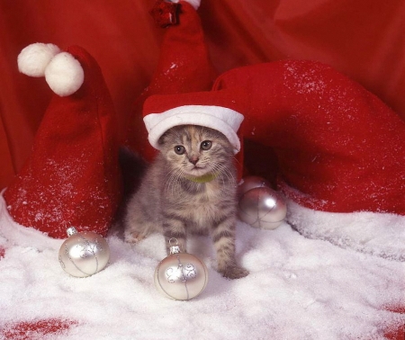 Christmas Kitty - hat, santa, art, cat