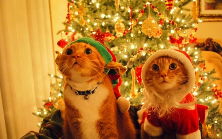 christmas cats - christmas, tree, animals, cat