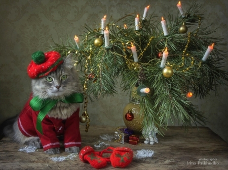 :-) - hat, candle, cat, christmas, elf, craciun, funny, green, red, pisici