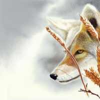 A Fox 4 U