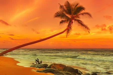 Beach - Shore, Tree, Sea, Beach