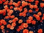 Orange Flowers