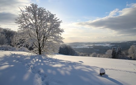 Winter in Germany - winter, Germany, landscape, snow, tree, hoarfrost