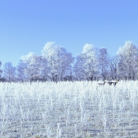 Deer in Winter Field