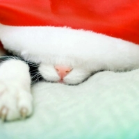 Kitten Sleeping Under Santa's Hat