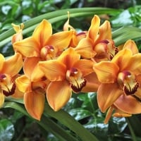 Orchids