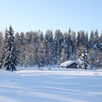 Winter Landscape