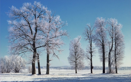 Winter in Latvia - Latvia, trees, winter, snow, hoarfrost