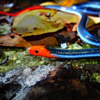 malayan blue coral snake