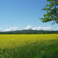 GREEN OCEAN