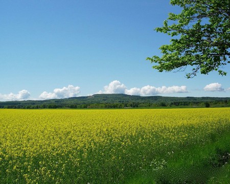 GREEN OCEAN - field, nature, green