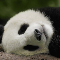 Sleeping Panda Wallpaper