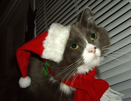 Xmas Kat - xmas, cat, animal, color, christmas