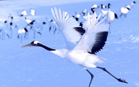 Red Head Crane - birds, fly, wings, snow, crane, animals