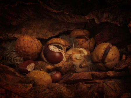 chestnuts - chestnuts, still life, feathers