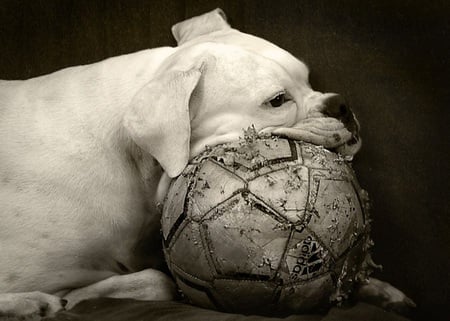 bored day - ball, dog, bored