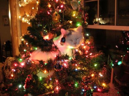 Santa Kitty - christmas, cats, animals, photography