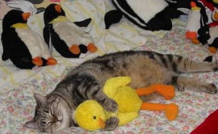 Cat and Ducky - ducks, photography, cats, animals