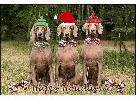 3 Happy Doggies - christmas, holidays, dogs, photography