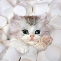 Marshmello Kitty