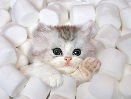 Marshmello Kitty