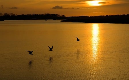 Beautiful Birds - birds, sunset, water, nature, landscape, sunrise, mountains, sun