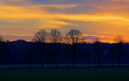 Sunset - skies, trees, sunset, nature, fields, sunrise